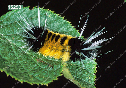 Spotted Tussock Moth (Lophocampa maculata)